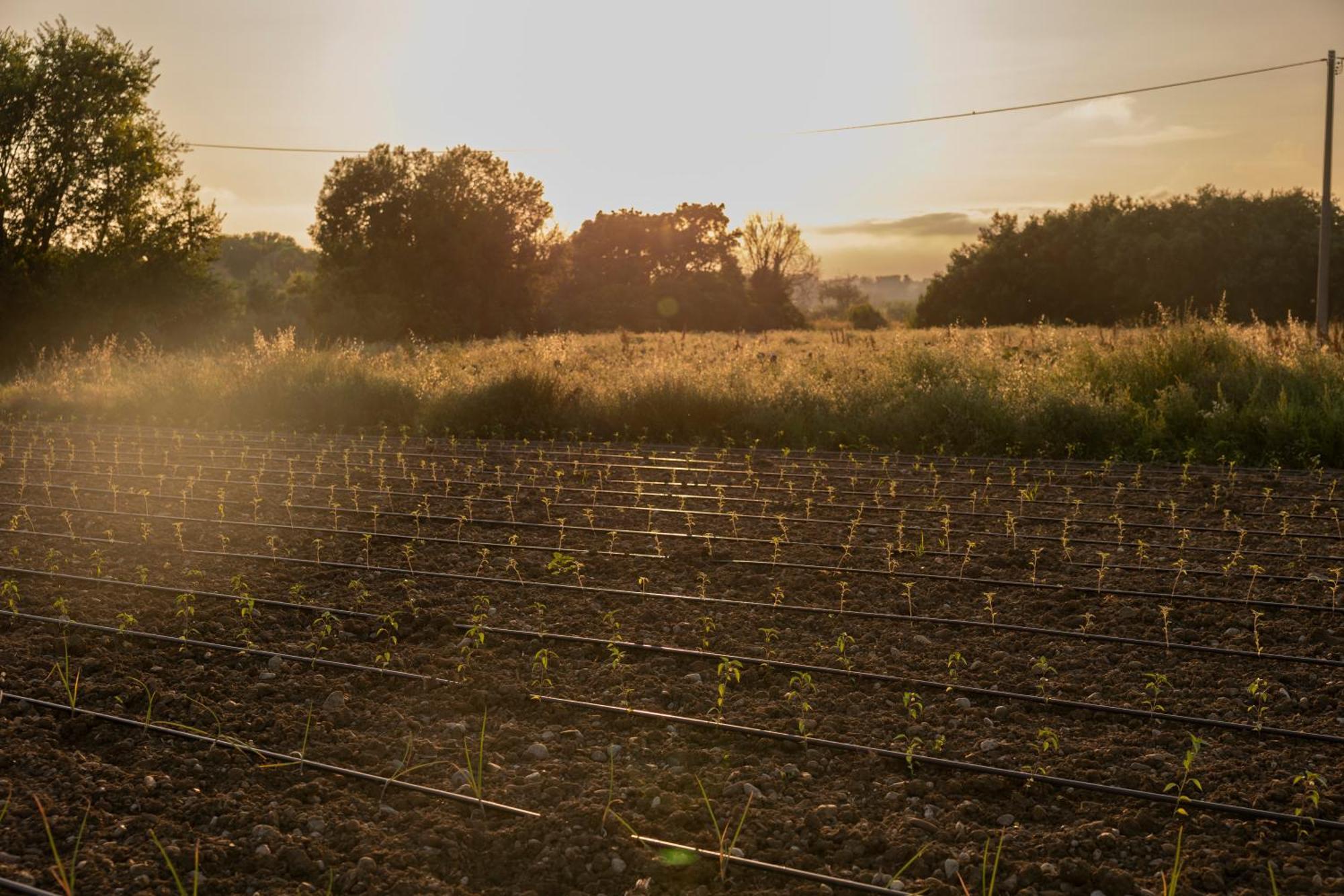 AlbanellaAgri Charme Tenuta Picilli别墅 外观 照片